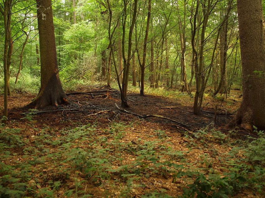 Waldbrand Bergisch Gladbach Bensberg P198.JPG